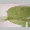 Leaf Base 20er 01.jpg